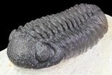 Lot: Assorted Devonian Trilobites - Pieces #76969-2